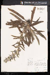 Echium vulgare image