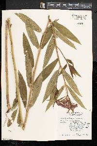 Asclepias incarnata subsp. incarnata image