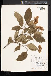 Cornus racemosa image