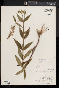 Stachys tenuifolia image