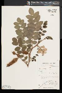 Robinia hispida image