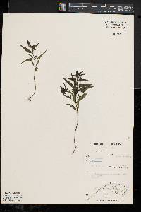 Melampyrum lineare var. americanum image