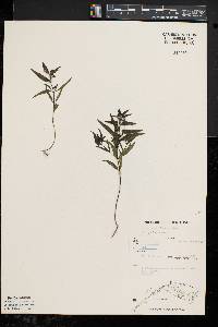 Melampyrum lineare image