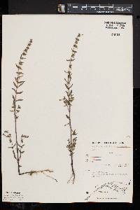 Scutellaria galericulata image