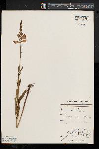 Physostegia virginiana image