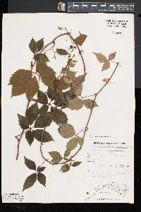 Parthenocissus inserta image