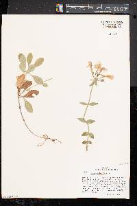 Phlox stolonifera image