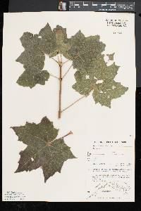 Acer platanoides image