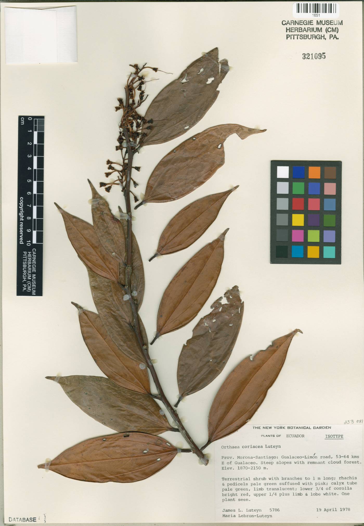 Orthaea coriacea image