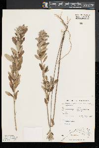 Lespedeza capitata image