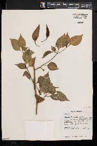 Image of Capsicum chinense