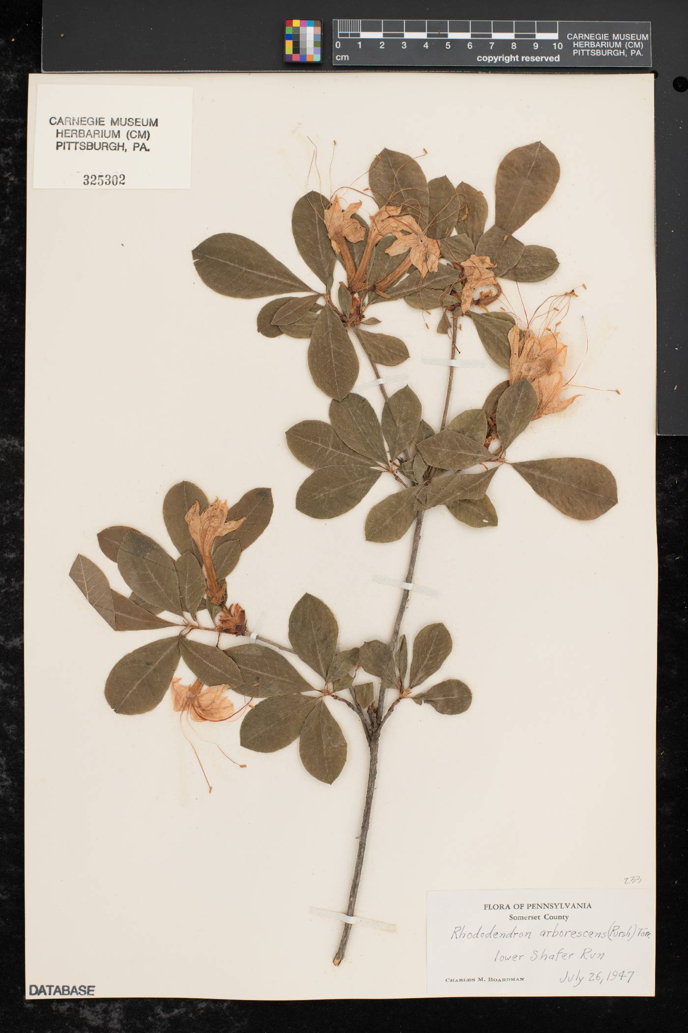 Rhododendron arborescens image