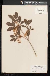 Rhododendron arborescens image