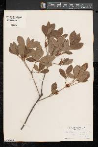 Rhododendron arborescens image