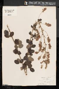 Lespedeza hirta image