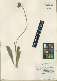 Hieracium aurantiacum image