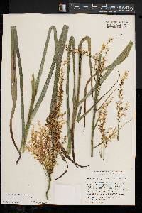 Stenanthium gramineum var. gramineum image