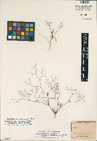 Eriogonum spergulinum image