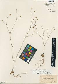 Oxytheca parishii var. parishii image