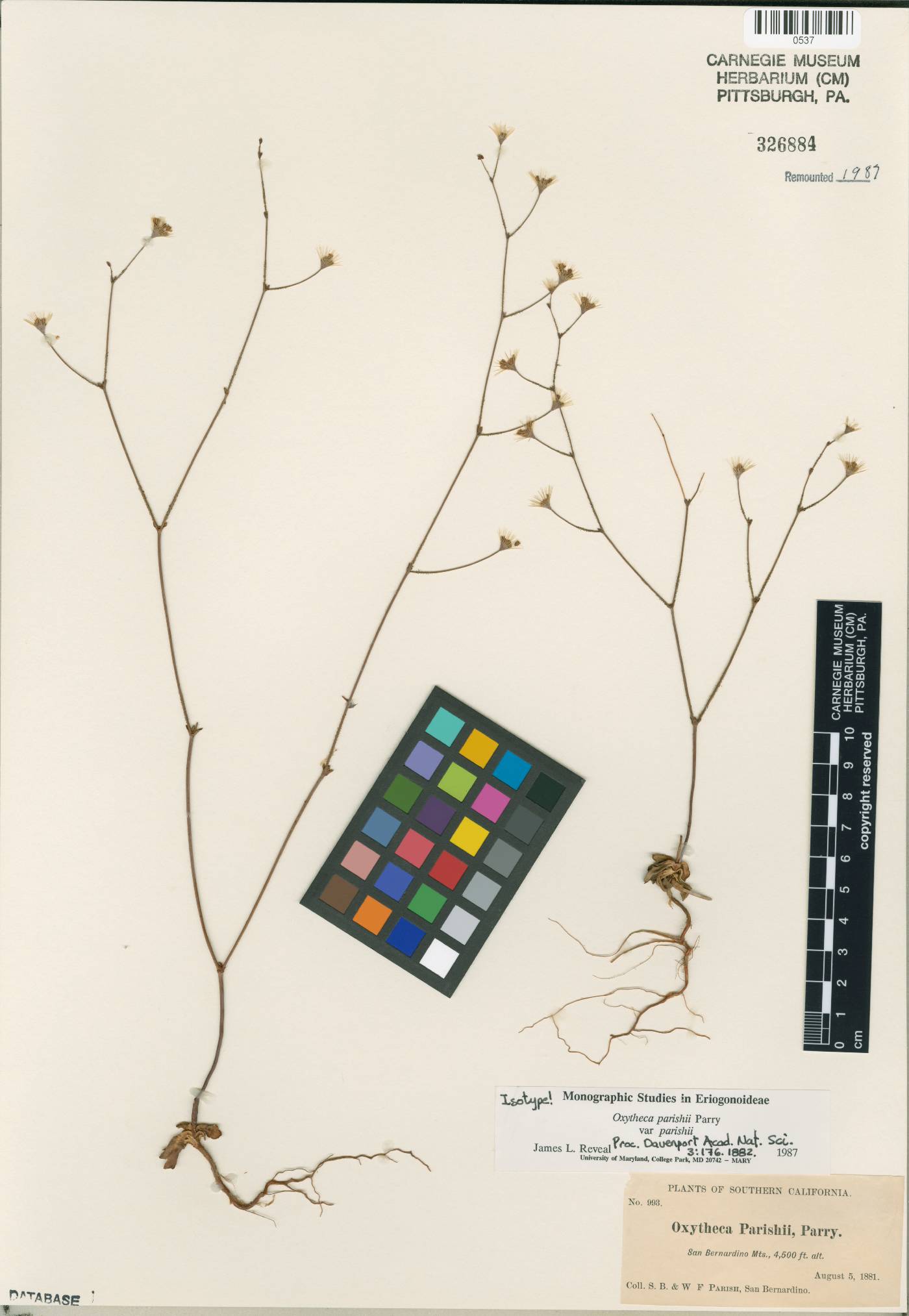 Oxytheca parishii var. parishii image