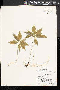 Trientalis borealis image