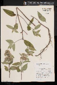 Pycnanthemum incanum image