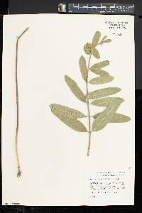 Asclepias viridiflora image