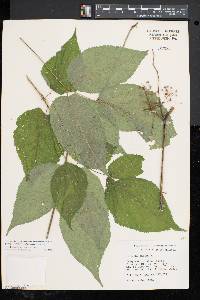 Aralia racemosa image