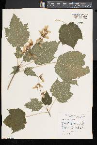 Acer spicatum image