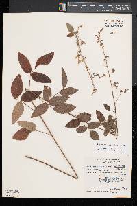 Desmodium glabellum image