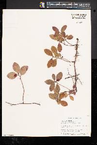 Gaultheria procumbens image