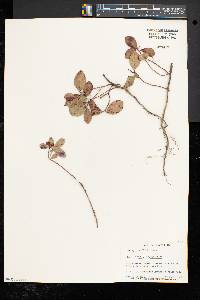 Gaultheria procumbens image