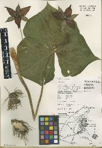 Trillium erectum image