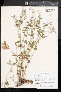 Phlox divaricata subsp. divaricata image