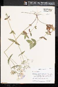 Phlox divaricata subsp. divaricata image