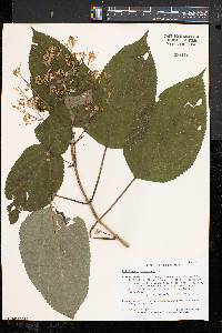 Collinsonia canadensis image