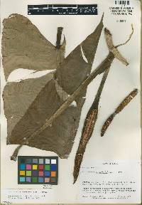 Philodendron annulatum image