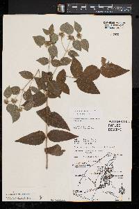 Pycnanthemum muticum image