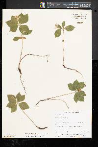 Cornus canadensis image