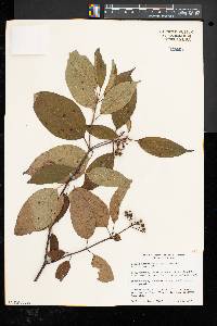 Cornus amomum subsp. amomum image