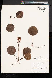 Pyrola americana image