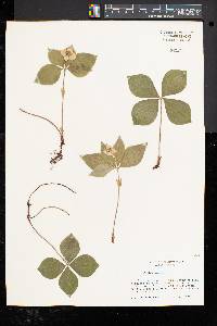 Cornus canadensis image