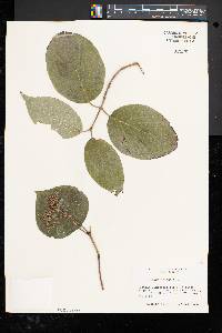 Cornus rugosa image