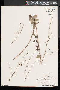 Desmodium marilandicum image