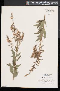 Desmodium canadense image