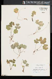 Oxalis montana image