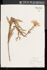 Oenothera fruticosa subsp. glauca image