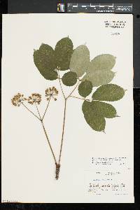 Aralia nudicaulis image