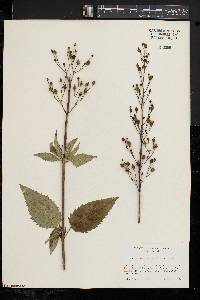 Scrophularia lanceolata image