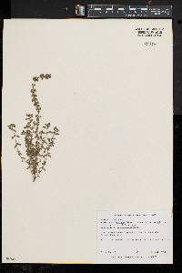 Thymus serpyllum var. citriodorus image